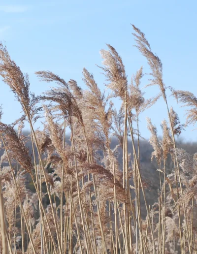 calam triticum